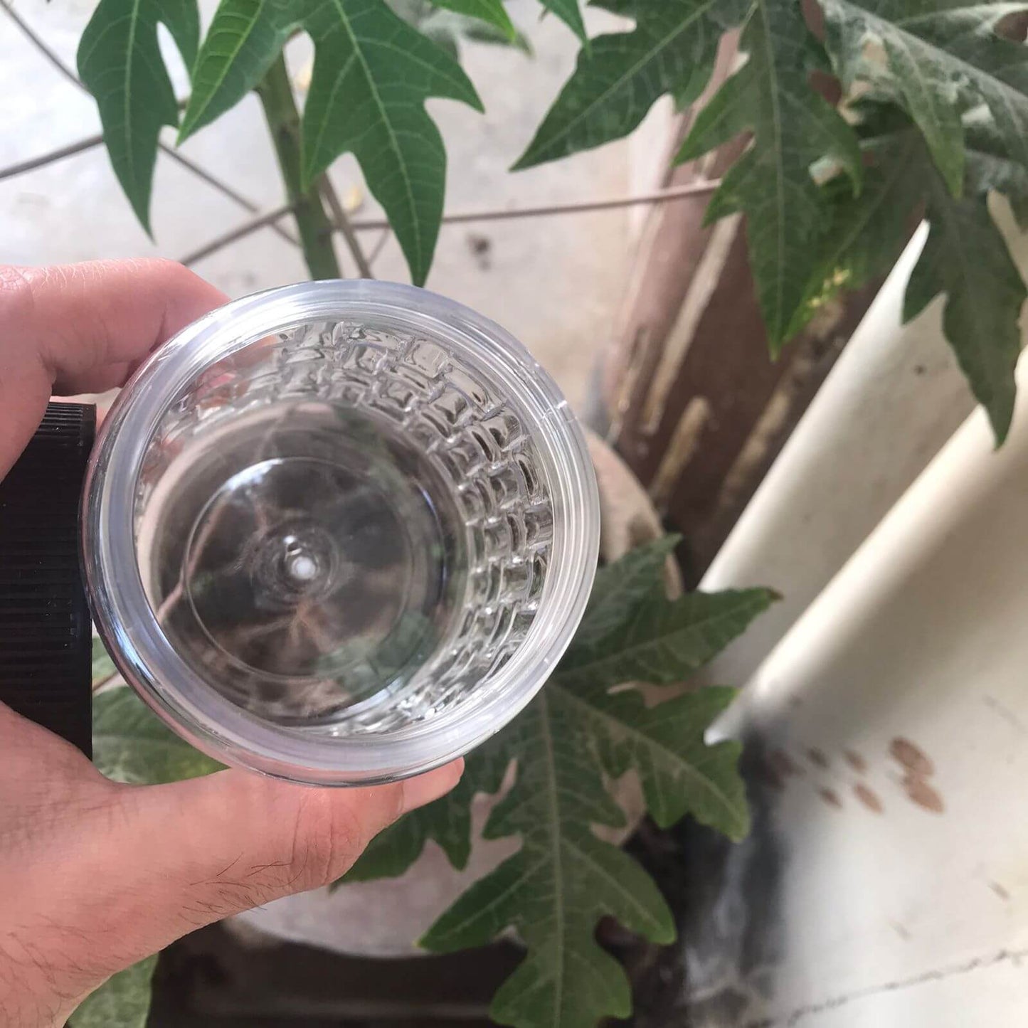 Clear plastic cap held by a hand with green leaves in the background
